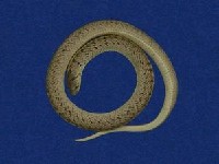 Taiwan Leopard Snake Collection Image, Figure 5, Total 10 Figures